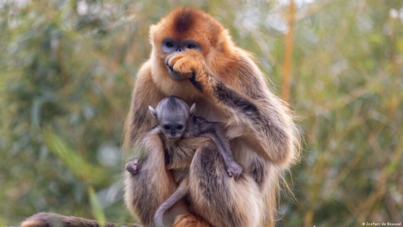 Un tesoro chino nace por primera vez en Europa