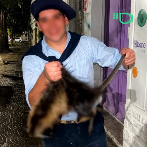 Bahía Blanca: Brutalidad sin límites: mataron a un coipo a golpes, lo filmaron y desataron una ola de repudio