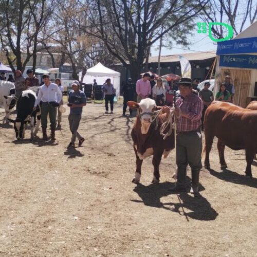 La Expo Rural vuelve a Salta: cinco días entre caballos, asado y campo